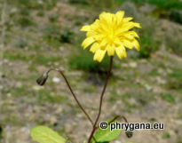 Crepis cretica BOISS.