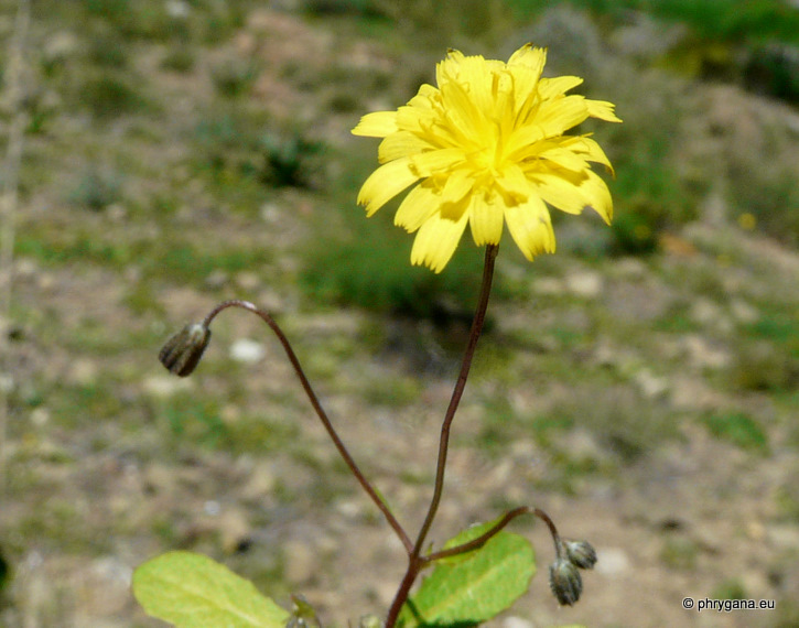 Crepis cretica   BOISS.