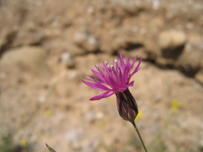 Crupina crupinastrum (MORIS) VIS.