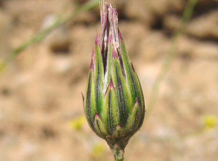 Crupina crupinastrum (MORIS) VIS.