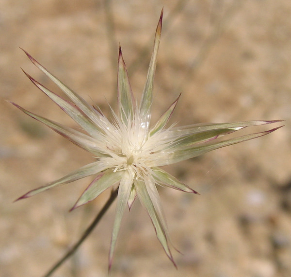 Crupina crupinastrum (MORIS) VIS.