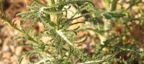 Crupina crupinastrum (MORIS) VIS.