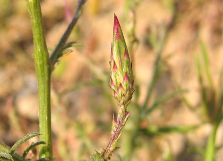 Crupina crupinastrum (MORIS) VIS.