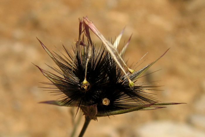 Crupina crupinastrum (MORIS) VIS.