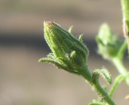 Dittrichia graveolens (L.) GREUTER