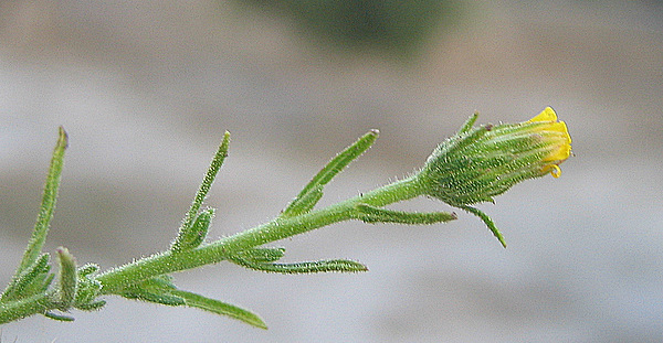 Dittrichia graveolens (L.) GREUTER