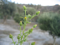 Dittrichia graveolens (L.) GREUTER