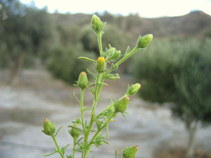 Dittrichia graveolens (L.) GREUTER