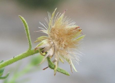 Dittrichia graveolens (L.) GREUTER