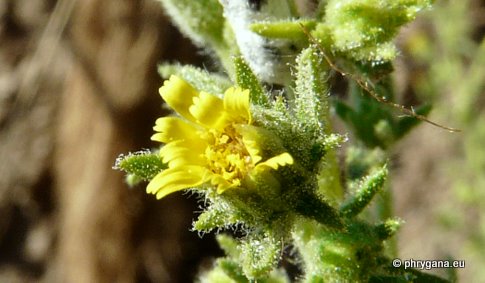 Dittrichia graveolens (L.) GREUTER