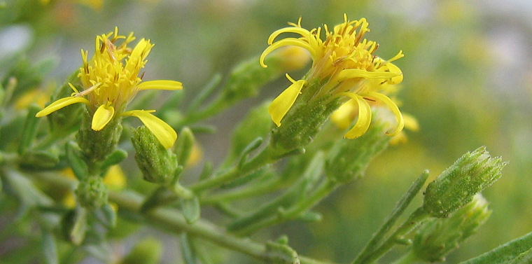 Dittrichia viscosa (L.) GREUTER subsp. angustifolia (BÉG.) GREUTER