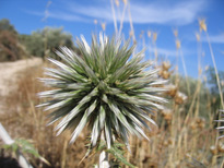 Echinops spinosissimus TURRA subsp. spinosissimus