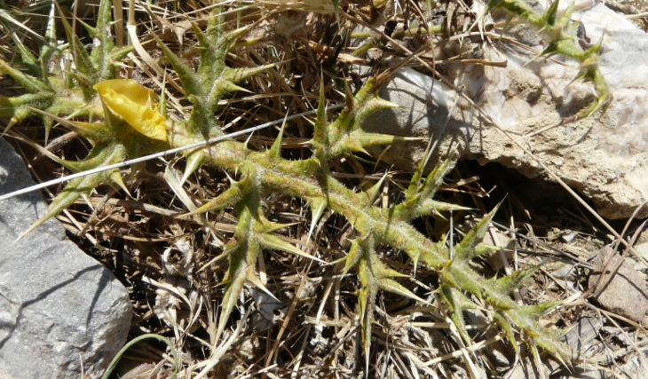 Echinops spinosissimus TURRA subsp. spinosissimus