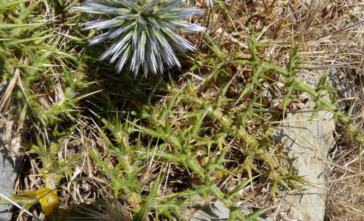 Echinops spinosissimus TURRA subsp. spinosissimus
