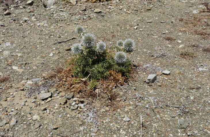 Echinops spinosissimus TURRA subsp. spinosissimus