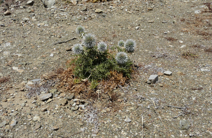 Echinops spinosissimus TURRA subsp. spinosissimus