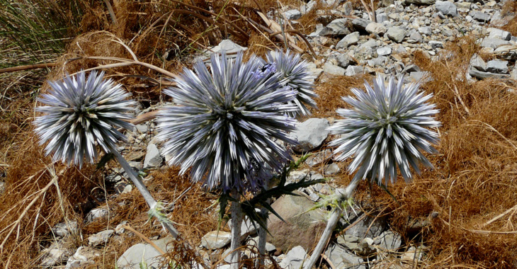 Echinops spinosissimus TURRA subsp. spinosissimus