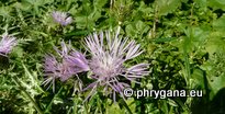 Galactites tomentosus MOENCH