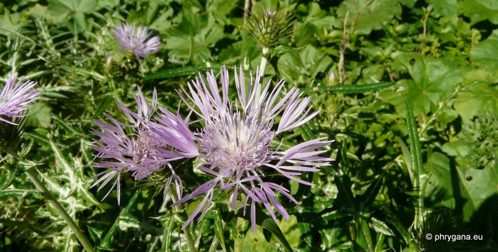 Galactites tomentosus MOENCH