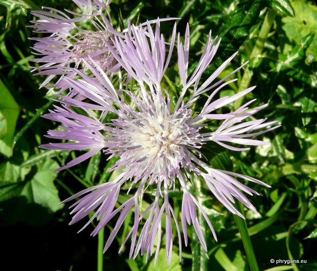 Galactites tomentosus MOENCH