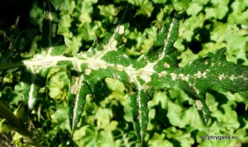 Galactites tomentosus MOENCH