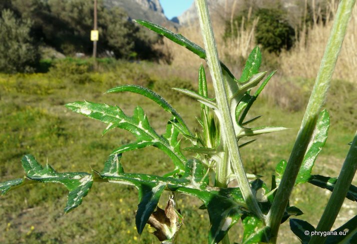 Galactites tomentosus MOENCH