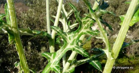 Galactites tomentosus MOENCH