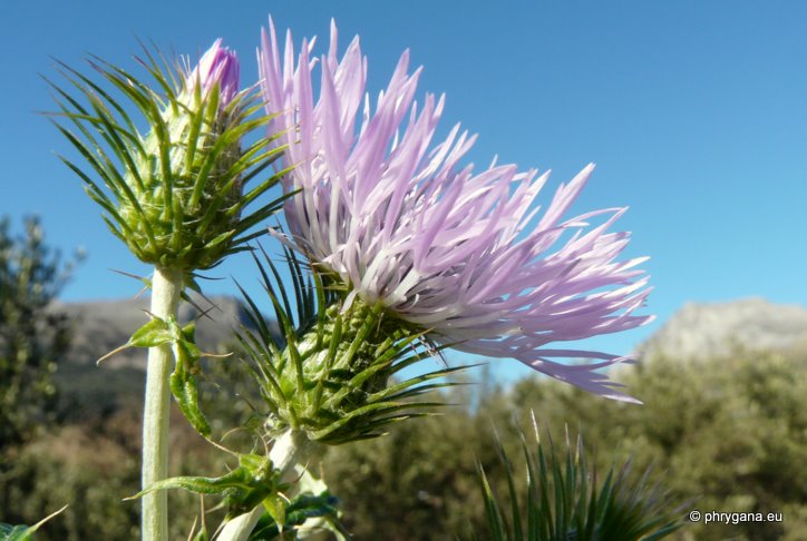 Galactites tomentosus MOENCH