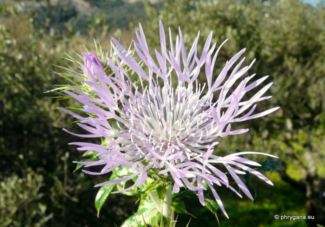 Galactites tomentosus MOENCH