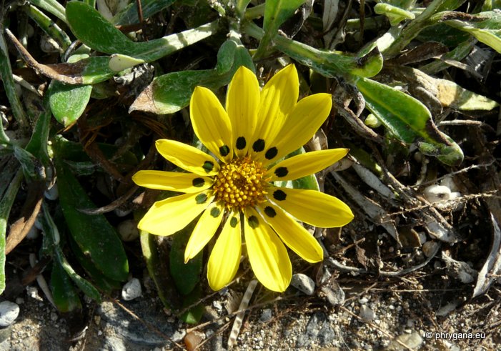 Gazania rigens var. leucolaena (DC.) ROESSLER