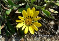 Gazania rigens var. leucolaena (DC.) ROESSLER