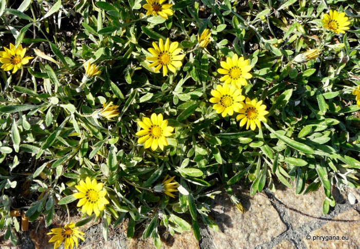 Gazania rigens var. leucolaena (DC.) ROESSLER