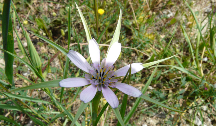 Geropogon hybridus (L.) SCH. BIP.