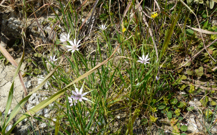 Geropogon hybridus (L.) SCH. BIP.