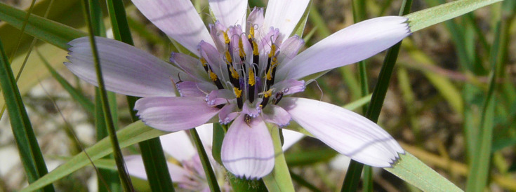 Geropogon hybridus (L.) SCH. BIP.