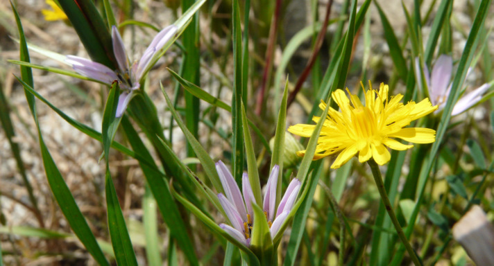 Geropogon hybridus (L.) SCH. BIP.