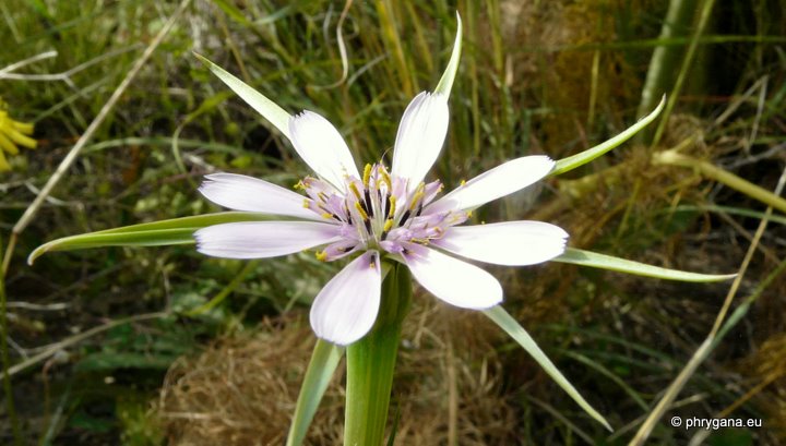 Geropogon hybridus (L.) SCH. BIP.