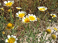 Glebionis coronaria (L.) CASS. ex SPACH var. discolor (d'URV.) TURLAND