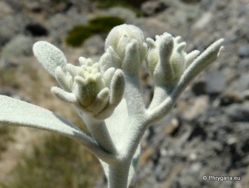 Inula candida (L.) CASS.