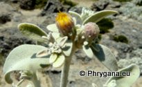 Inula candida (L.) CASS.