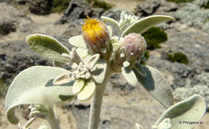 Inula candida (L.) CASS.