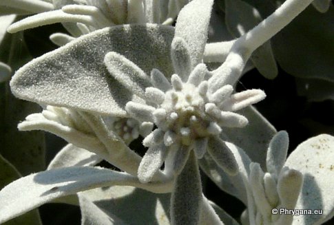 Inula candida (L.) CASS.