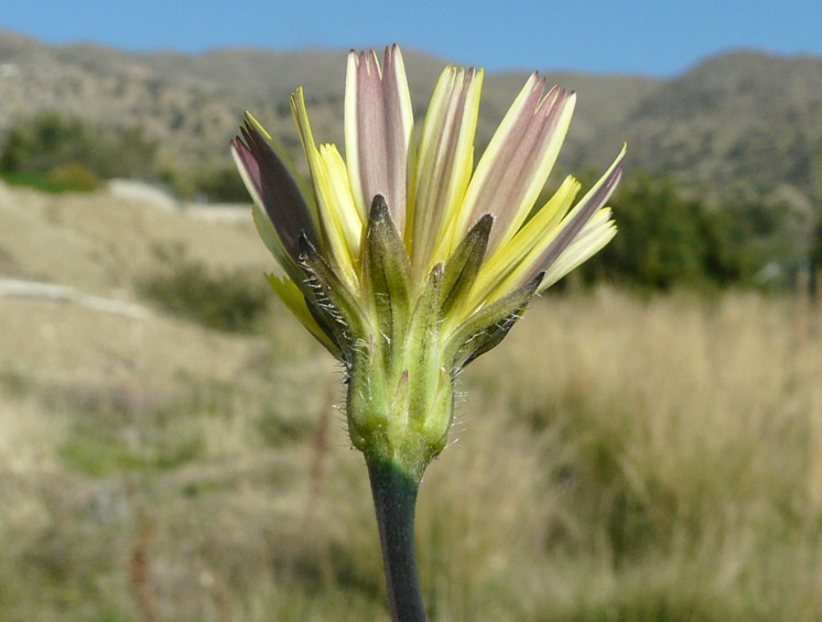 Leontodon tuberosus L.