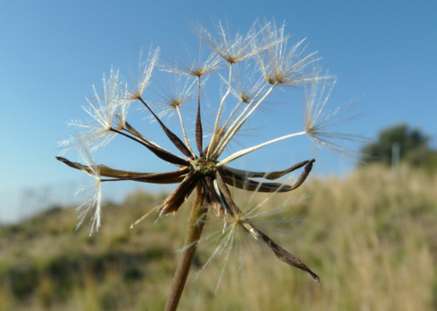 Leontodon tuberosus L.