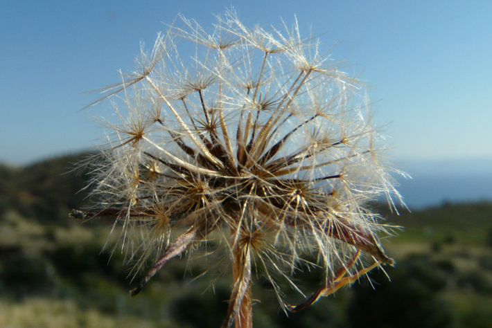 Leontodon tuberosus L.