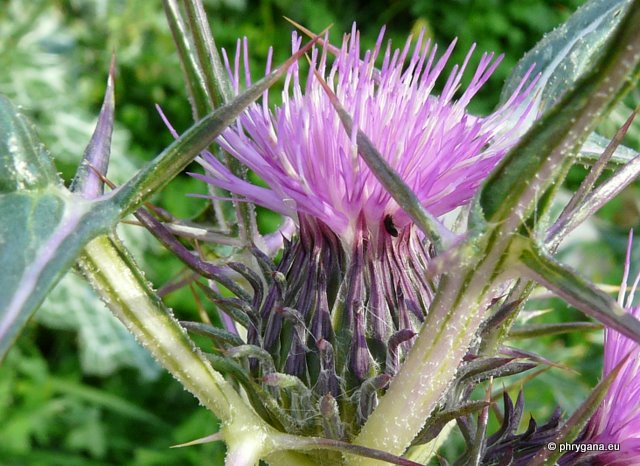 Notobasis syriaca (L.) CASS.