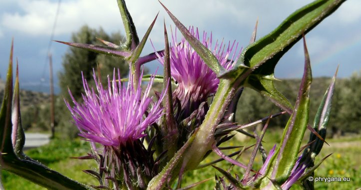 Notobasis syriaca (L.) CASS.