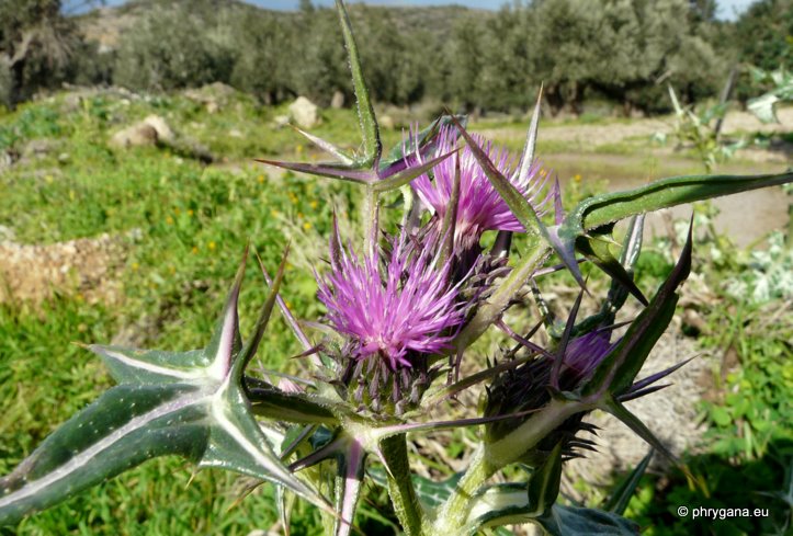 Notobasis syriaca (L.) CASS.