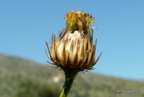 Phagnalon rupestre subsp. graecum (BOISS. & HELDR.) BATT.