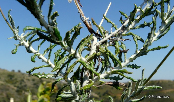 Phagnalon rupestre subsp. graecum (BOISS. & HELDR.) BATT.